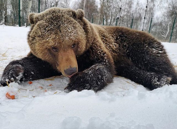 Руски аеродром има чудног љубимца – трогодишњег смеђег медведа (Фото/Видео)